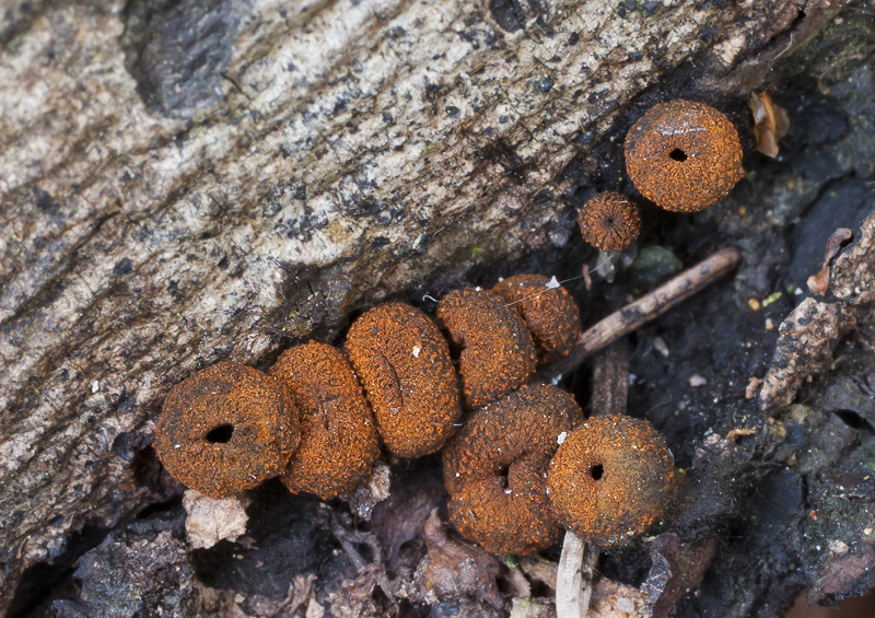 Plectania melastoma